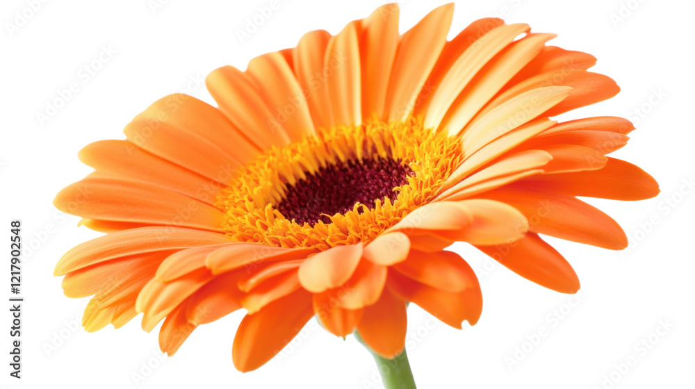 Orange  flower on transparent background