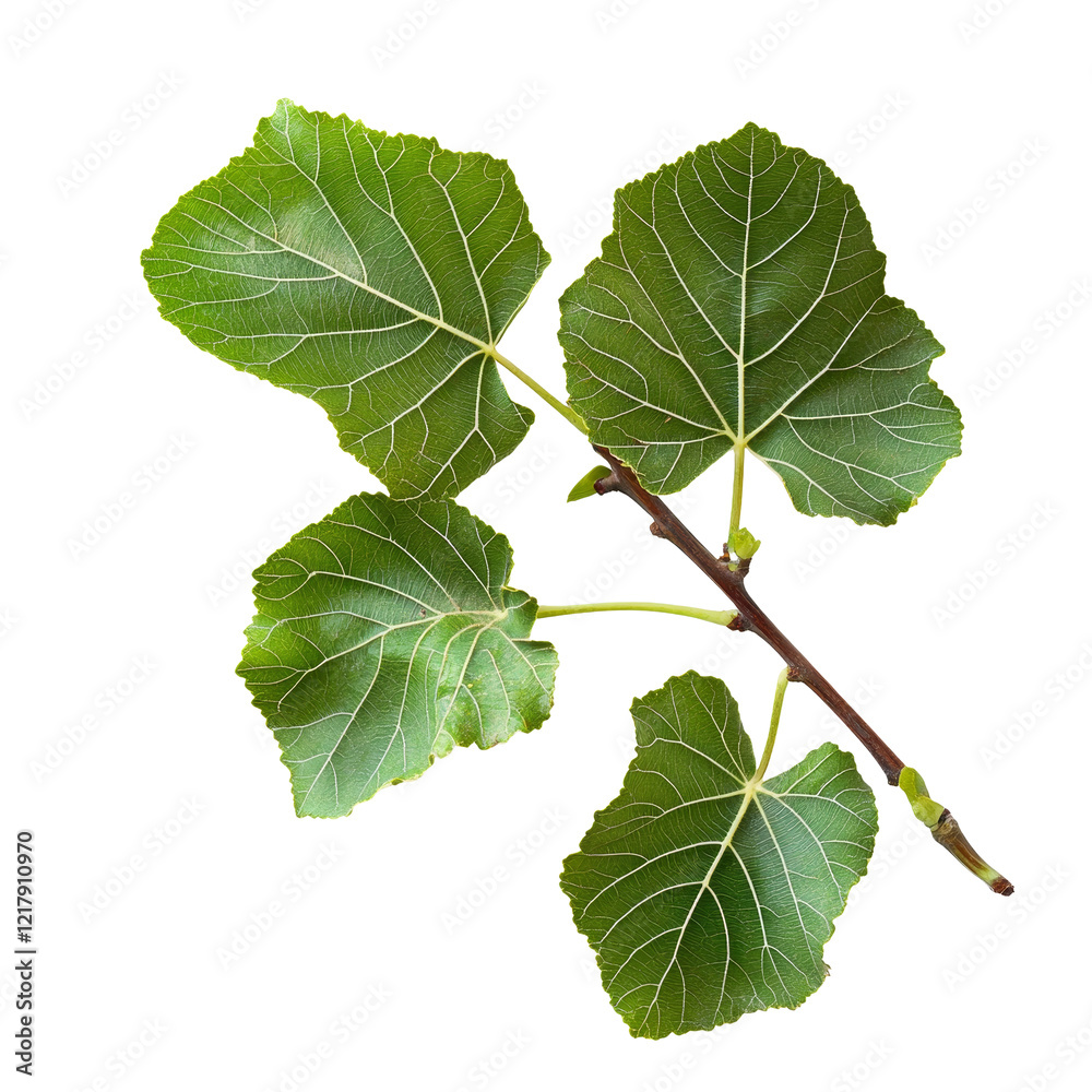 Fresh organic fig vine leaf branch displayed against a clean transparent background for natural food inspiration, Fresh organic fig vine leaf branch on transparent background. Fig leaves transparent Fresh organic fig vine leaf branch displayed against a clean transparent background for natural food inspiration, Fresh organic fig vine leaf branch on transparent background. Fig leaves transparent