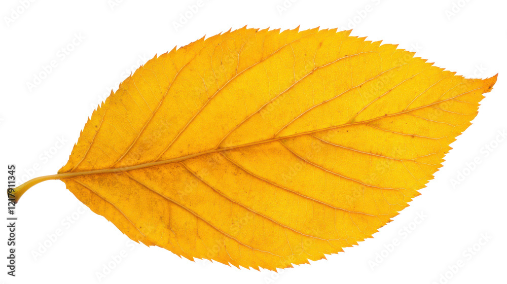 Autumn yellow leaf on transparent background Autumn yellow leaf on transparent background