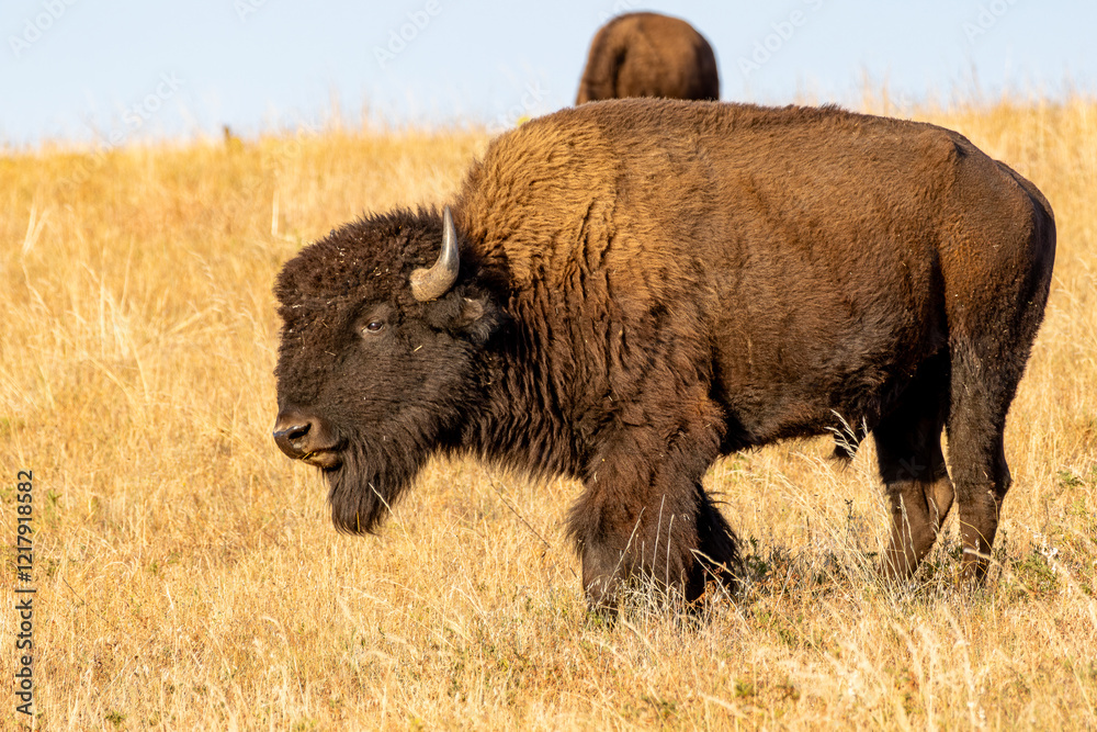 Fototapeta premium Bison