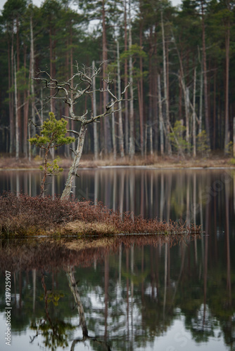 A solitary dead tree stands in a swamp, with a calm swamp lake reflecting the surrounding environment and a dense forest visible in the distant background, showcasing the beauty of untouched wetlands.