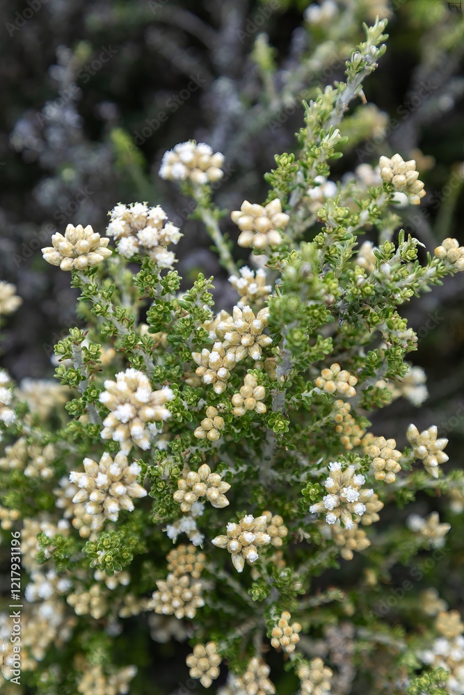 Close-up of delicate, clustered, cream-colored flowers on a green shrub. Nature's artistry. Mahinepua Peninsula, Kaeo, Northland, NZ Close-up of delicate, clustered, cream-colored flowers on a green shrub. Nature's artistry. Mahinepua Peninsula, Kaeo, Northland, NZ