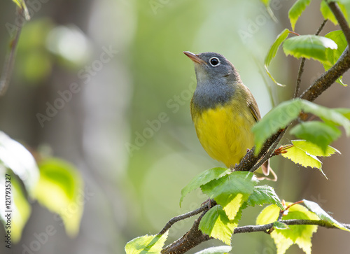 Connecticut Warbler