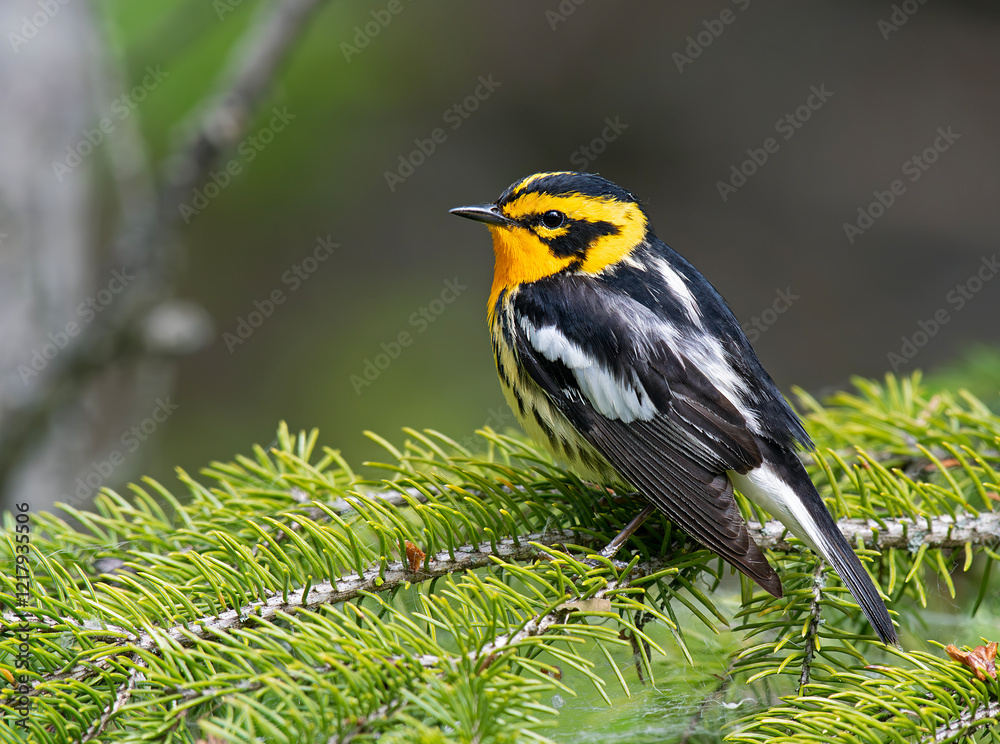 Fototapeta premium Blackburnian Warbler