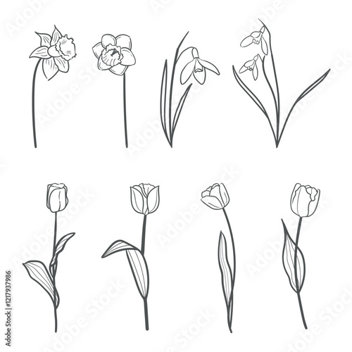 Set of vector hand drawn spring flowers. Tulips, snowdrops and daffodils line art