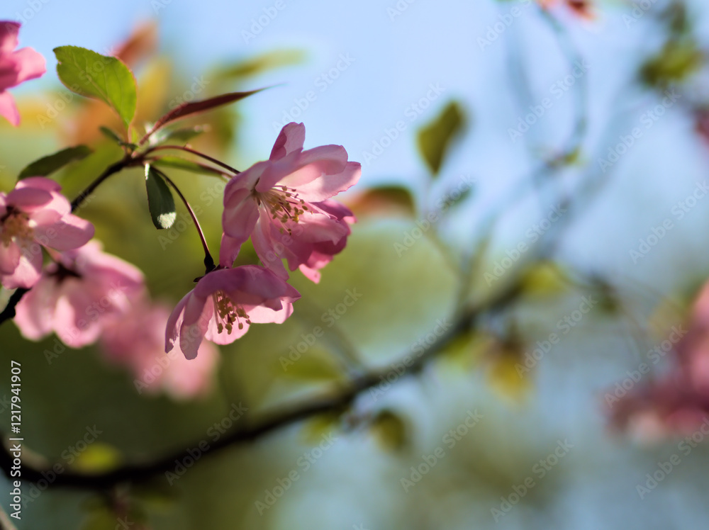 Fototapeta premium 4月に咲いたピンク色のハナカイドウの花