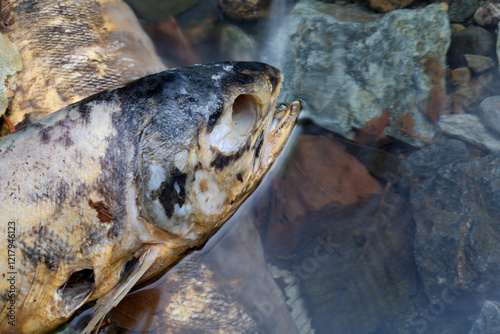 A close up image of spawned salmon on Vancouver Island. photo