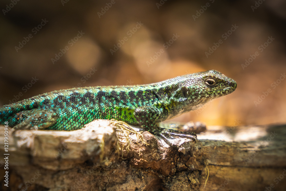 Naklejka premium Jewel lizard (Liolaemus tenuis ) at Conguillío National Park, Chile
