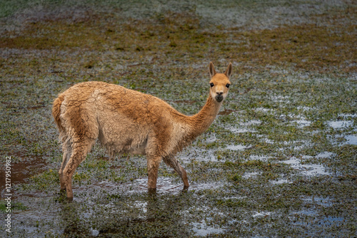 Vicuna (Lama vicugna) at San Pedro de Atacama, Chile