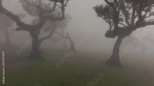 Aerial view of Fanal Forest covered in fog. A woman sits on the grass near an old twisted tree, adding to the mysterious and quiet landscape. Perfect for nature, travel, and scenic themes in Madeira