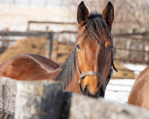 Close-up of a bay Thoroughbred filly standing at a board fence in the winter.  photo