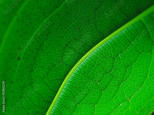 an image of a close up of a green leaf with a black background. photo