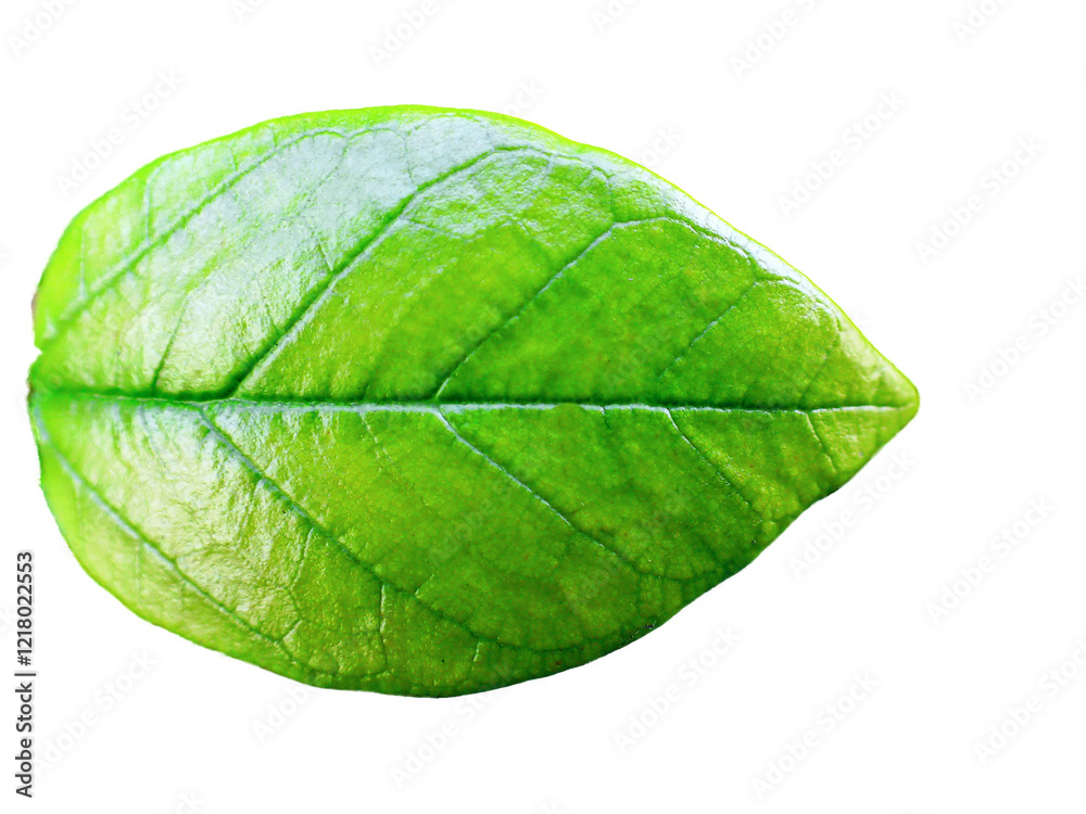 Fototapeta premium 葉っぱ