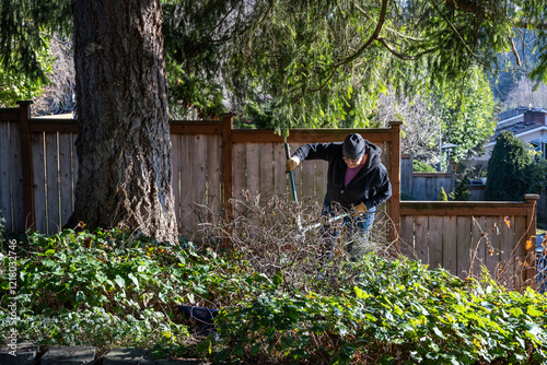Middle aged woman working with long handled loppers cutting dead branches off a bush in a residential home backyard garden, winter cleanup on a sunny cold day
