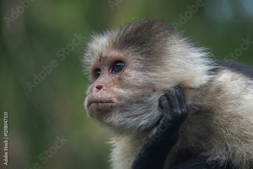 Mono carablanca. Cebus imitator. White-faced capuchin