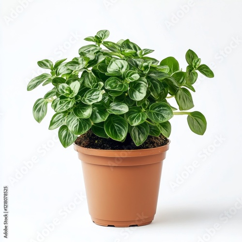 Plectranthus verticillatus in a Brown Pot on White Background photo