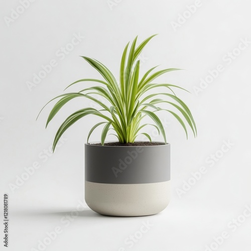 Elegant Spider Plant in a Two-Tone Pot, Minimalist Home Decor
