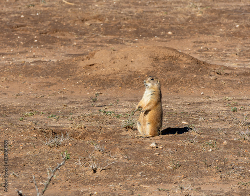 Wallpaper Mural Prairie Dog Torontodigital.ca