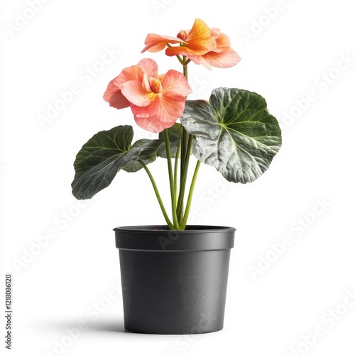 Stunning Coral-Bloomed  Saxifraga Stolonifera in a Sleek Black Pot
