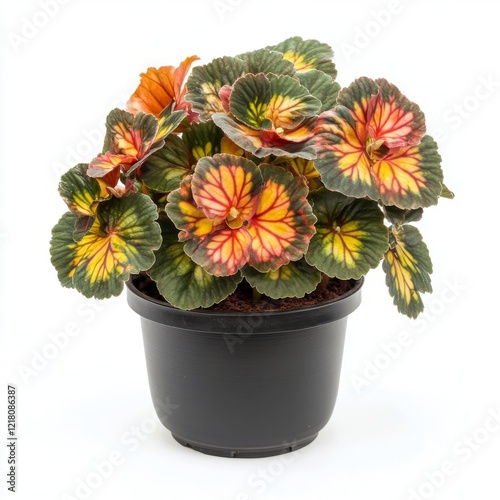 Stunning Rex Begonia in a Black Pot, Vibrant Colors and Unique Leaf Patterns