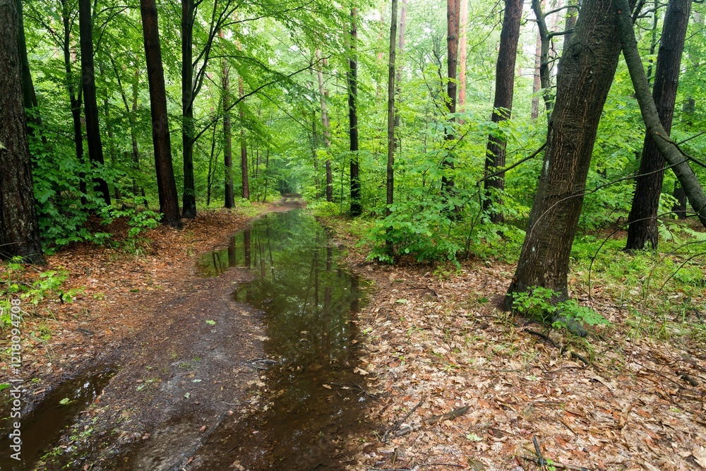 Obraz premium Zielona droga leśna po deszczu