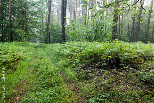 Piękna zielona droga leśna po deszczu photo