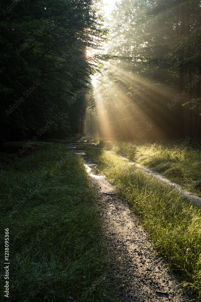 Obraz premium Piękna droga leśna o poranku po deszczu