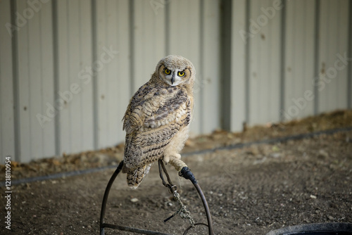 Portrait of an Albertan short-eared owl photo