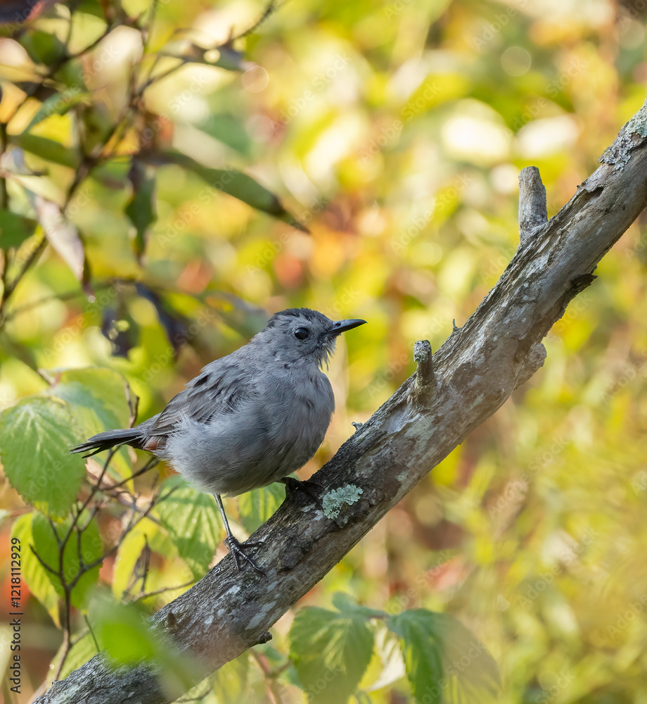 Obraz premium Grey Catbird in a colorful woodland habitat in Waterloo Ontario in autumn
