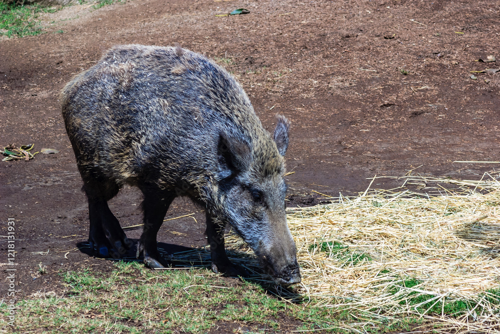 A pig is eating grass in a field A pig is eating grass in a field