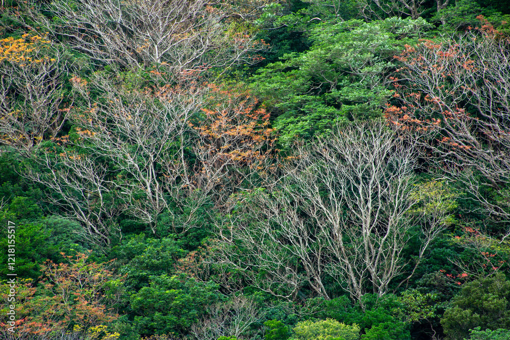 Fototapeta premium 奄美大島の冬山景色、照葉樹林、冬の山色