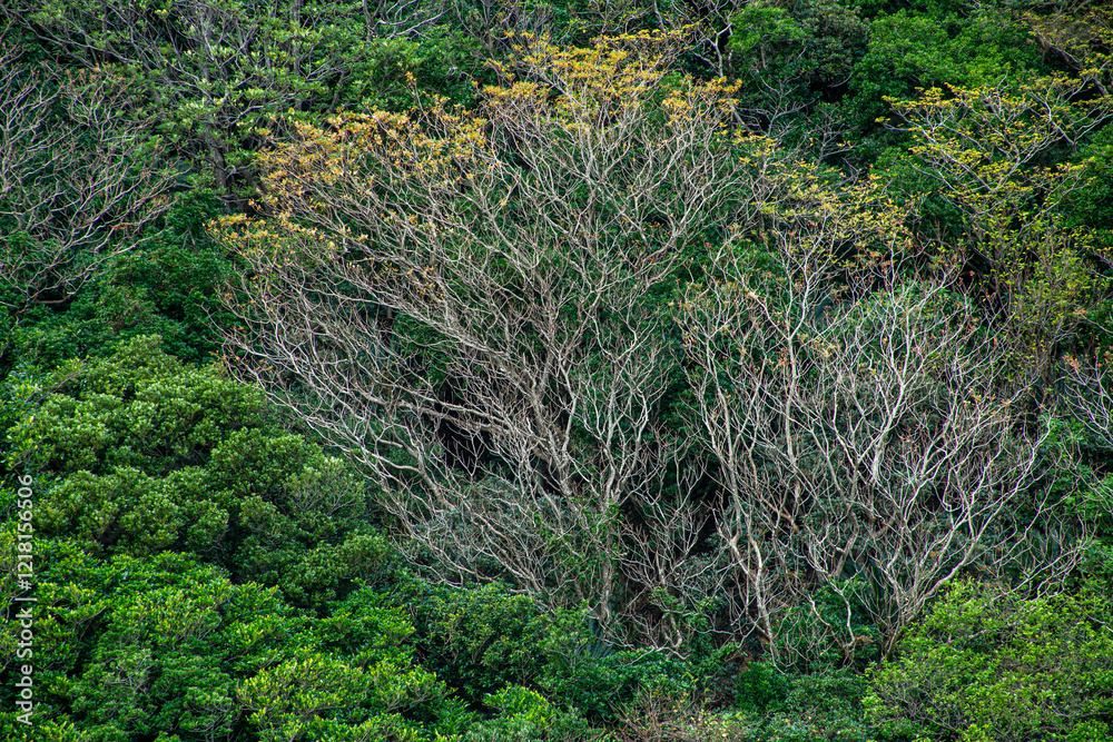 Fototapeta premium 奄美大島の冬山景色、照葉樹林、冬の山色