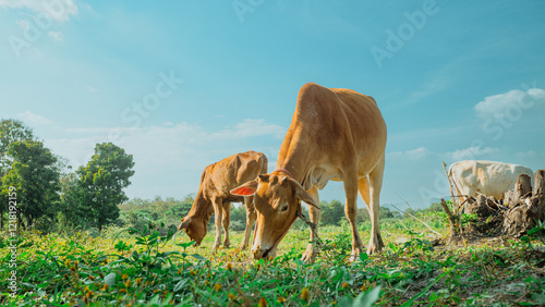 Beautiful cows in Thailand are grazing and eating grass in the pasture