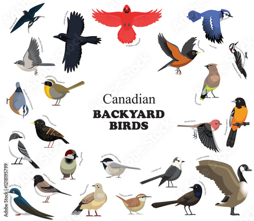 Canadian Backyard Birds Set Vector Collection