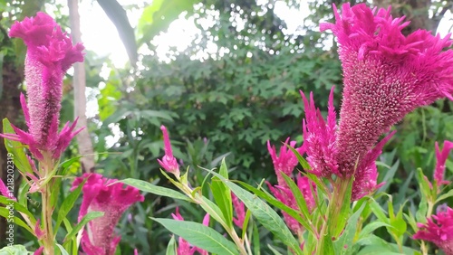 celosia plant or crested cock plant, close-up. photo