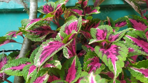 purple miana ornamental plant with green stripes, close-up.