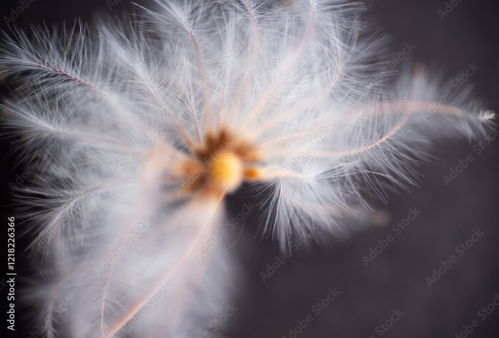 Naklejka premium Close up of White Fuzzy Seeds on Dark Background