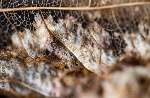 Close up of Dried Out Old Tree Leaf  photo