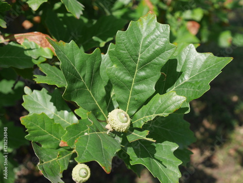 Swamp White Oak tree acorns in autumn, Colorado