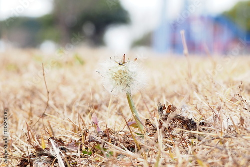 風に吹かれる綿毛のタンポポ photo