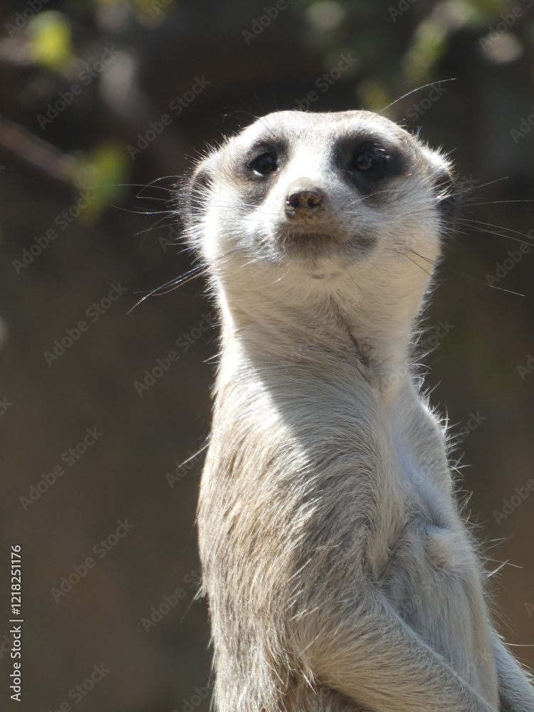 Fototapeta premium meerkat on the lookout