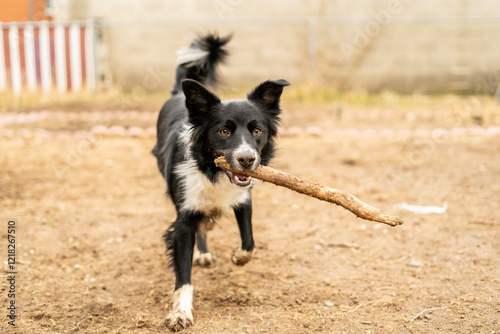 border collie dog running in a dirt yard with a stick in its mouth, looking playful and energetic