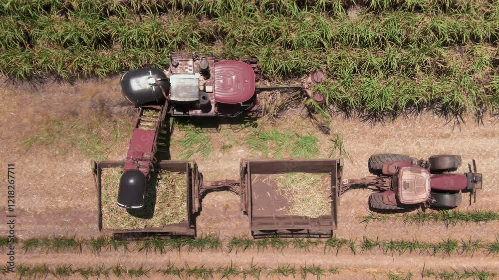Aerial top biew of harvester harvesting on sugarcane field using modernized technology.