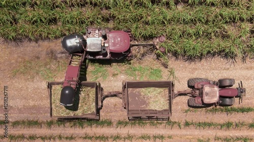 Aerial top biew of harvester harvesting on sugarcane field using modernized technology. photo