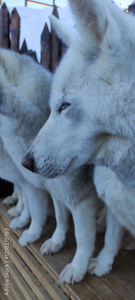 Obraz premium a team of Husky dogs sleeping in the cold