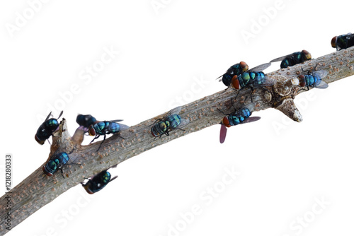 Chrysomya megacephala isolated on white background. better known as the oriental latrine fly or oriental blue fly, a member of the family Calliphoridae. photo