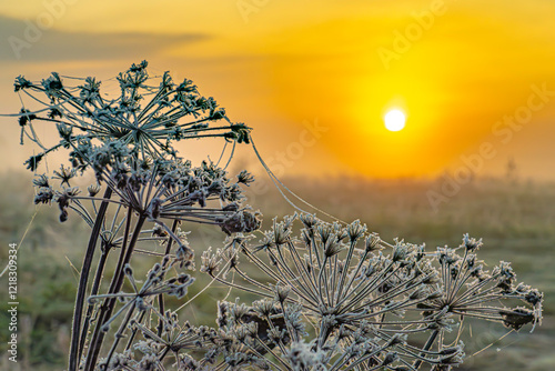 Sunrise in an autumn field during the first frost photo