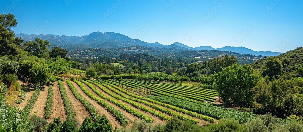 Fototapeta premium Serene Vineyard Landscape: Rows of Vines Against Majestic Mountains