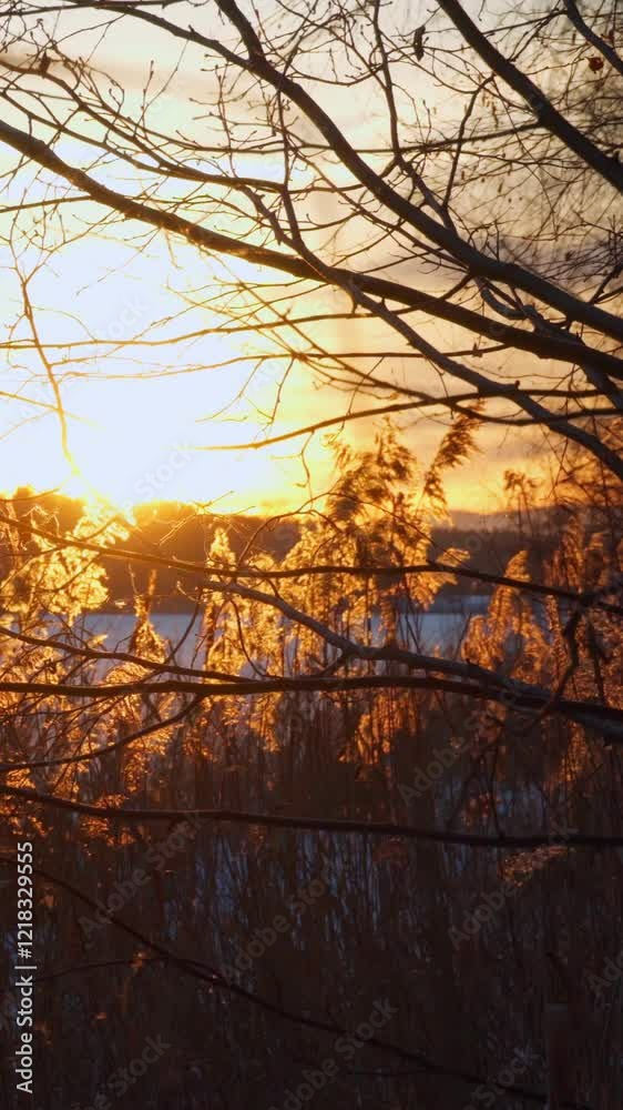 Landscape view of tree branches and reed stems at sunset. The beauty of nature, a peaceful environment. Winter. Vertical video. Landscape view of tree branches and reed stems at sunset. The beauty of nature, a peaceful environment. Winter. Vertical video.