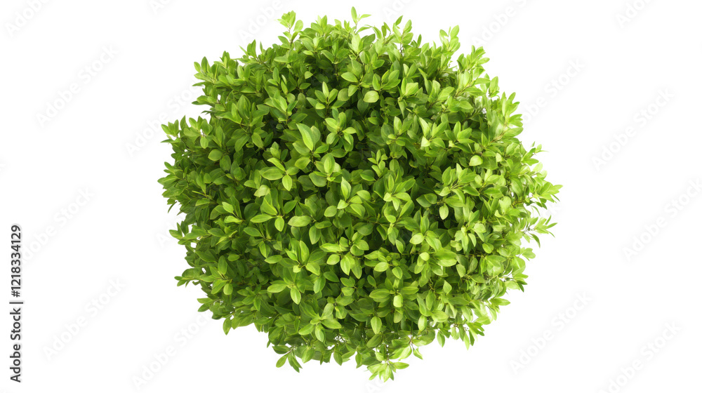 Obraz premium Green bush on transparent background